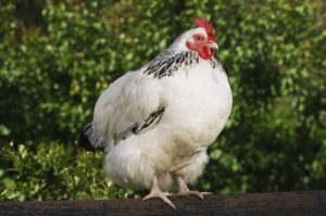 elever des poules